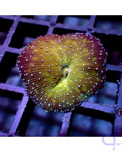 Discosoma - Golden Blue Dots - Filter