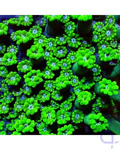 Alveopora - Green Flower