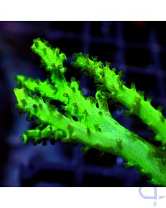 Sinularia flexibilis - Green Neon #R09