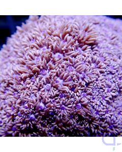 Goniopora - Purple Bowl #R53