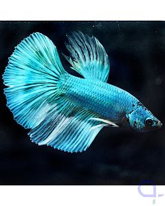 Kampffisch Halfmoon - Ice Blue - Betta splendens *31