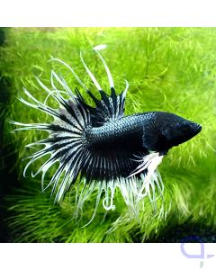 Kampffisch Crowntail - Black and White - Betta splendens