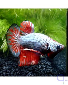 Kampffisch Plakat - Red Dragon - Betta splendens *Gn76