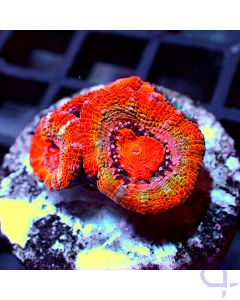 Acanthastrea - Orange Rainbow Filter
