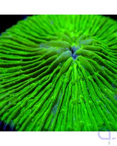Fungia - Ultra Green #R44