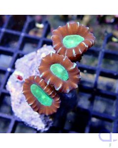 Caulastrea furcata - Bicolor 