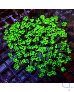 Alveopora - Green fiore #R23