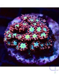 Alveopora - Ice and Fire - Filter