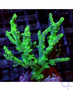 Sinularia flexibilis - Neon Tree #R45
