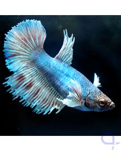 Kampffisch Weibchen Dumbo Ear Multicolor - Betta splendens 