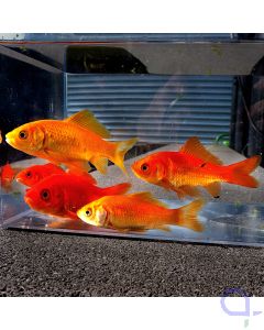 Goldfisch Gruppe rot 5 Stück - Carassius auratus 10-12 cm