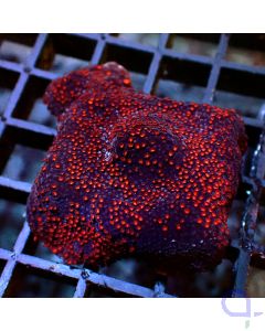 Montipora - Red on Red #RG93