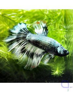 Kampffisch Halfmoon - Red Dot - Betta splendens