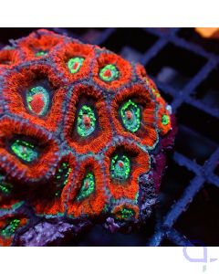 Acanthastrea - Red Rainbow