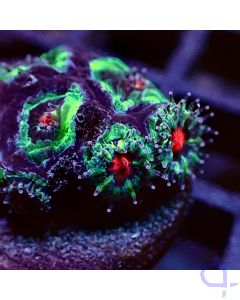 Acanthastrea - Premium Red Eye - Detail
