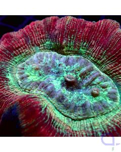 Trachyphyllia - Green striped Red - Detail