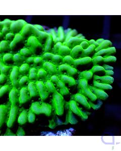 Montipora - Danae Premium #G90