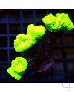 Caulastrea curvata - Neon Ultra - Filter