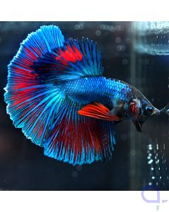 Kampffisch Halfmoon - Rot Blau - Betta splendens