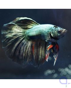 Kampffisch Halfmoon - Metallic - Betta splendens *15