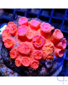 Tubastraea - Orange Pink - Filter