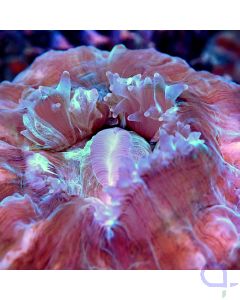 Acanthophyllia - Green Striped Mouth - Detail