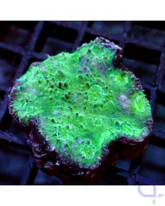 Echinophyllia - Light Greenblue