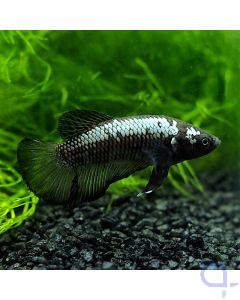 Kampffisch Plakat - Samurai - Betta splendens *32