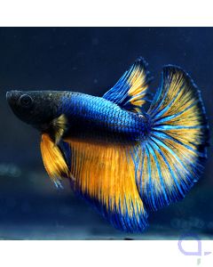 Kampffisch Halfmoon - Blue Orange - Betta splendens *05