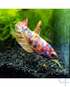 Kampffisch Plakat - Yellow Koi - Betta splendens *51