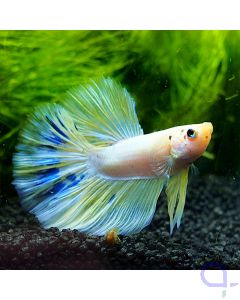 Kampffisch Halfmoon - Golden Blue - Betta splendens *57