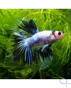 Kampffisch Super Delta - Black Cello - Betta splendens *58