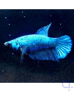 Kampffisch Weibchen blau - Betta splendens