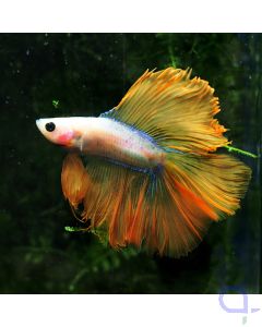 Kampffisch Double Tail - Gold - Betta splendens *55