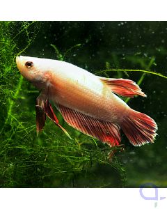 Kampffisch Plakat - Red Snow - Betta splendens *27