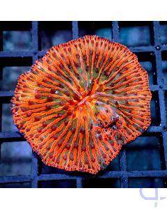 Fungia - Premium Orange - Filter