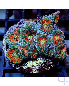 Acanthastrea -Rainbow - Filter