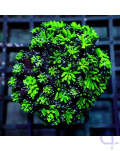 Galaxea- Green Globe -Filter