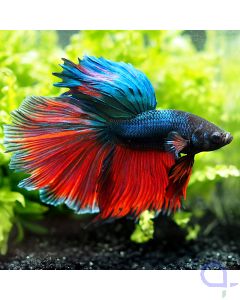 Kampffisch Halfmoon - Rot Blau - Betta splendens *30