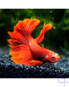 Kampffisch Rosetail - Red iridecent - Betta splendens *50