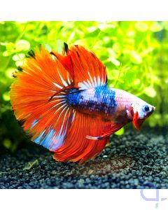 Kampffisch Halfmoon - Tricolor Nemo- Betta splendens *26