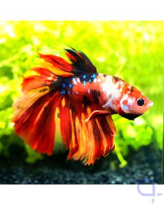 Kampffisch Halfmoon - Red Nemo- Betta splendens *17