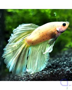 Kampffisch Halfmoon - Light Gold - Betta splendens*1-14