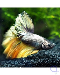 Kampffisch Halfmoon - Metallic Gold - Betta splendens *1-07