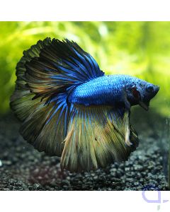 Kampffisch Halfmoon - Dark Mustard - Betta splendens *15