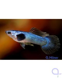 Guppy Panda Blau Männchen - Poecilia reticulata