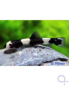 Panda Schmerle - Yaoshania pachychilus 