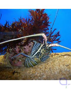 Panulirus versicolor - Blaue Schmucklanguste