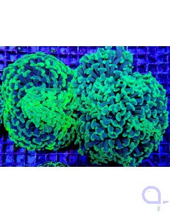 Euphyllia paraancora - Toxic Green