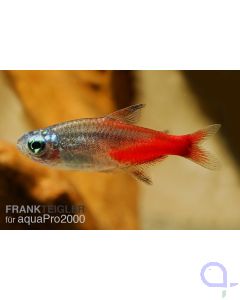 Diamantkopf Neonsalmler - Paracheirodon innesi variant 